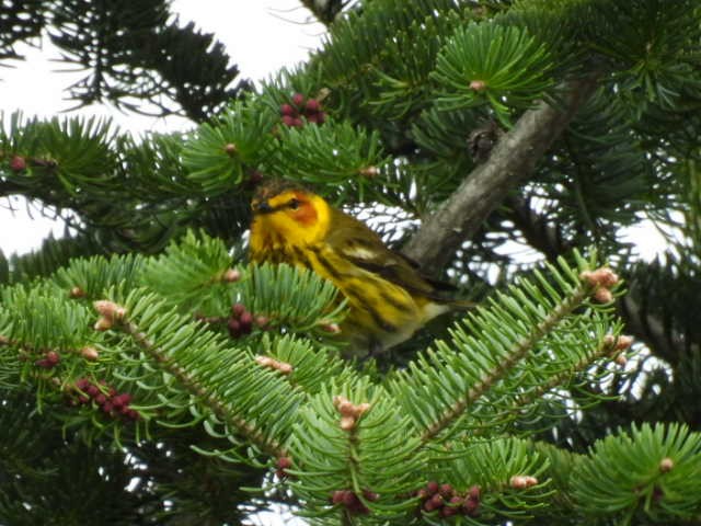Cape May Warbler - ML618699491