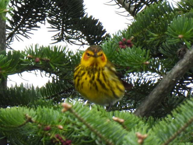 Cape May Warbler - ML618699492