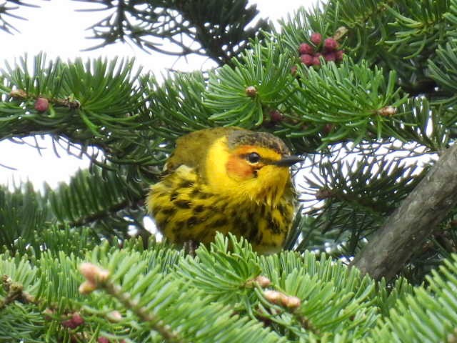 Cape May Warbler - ML618699493