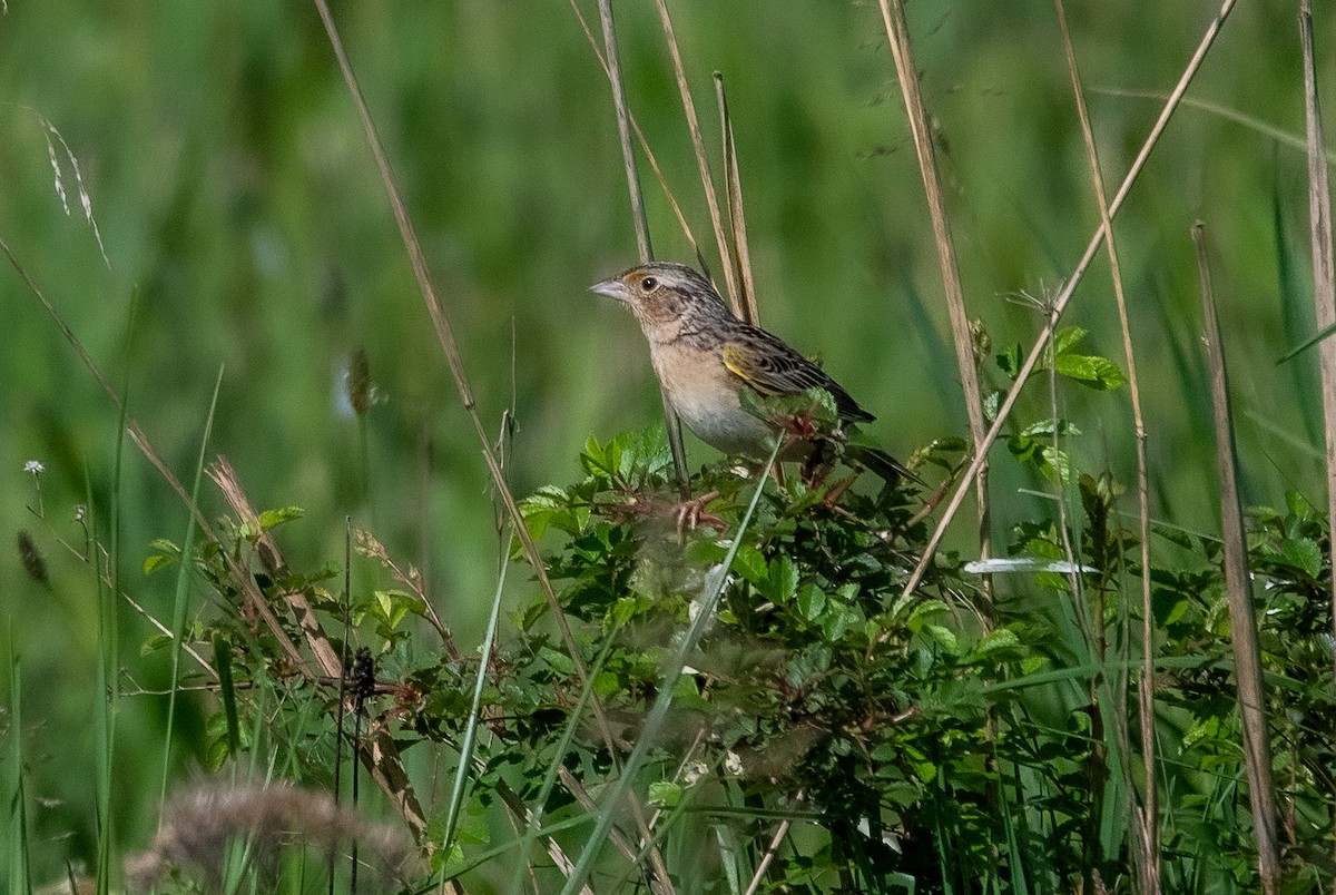 Grasshopper Sparrow - ML618699497