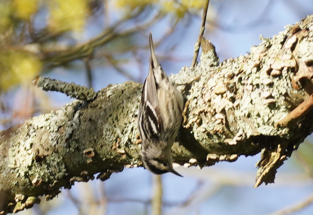 Black-and-white Warbler - ML618699503