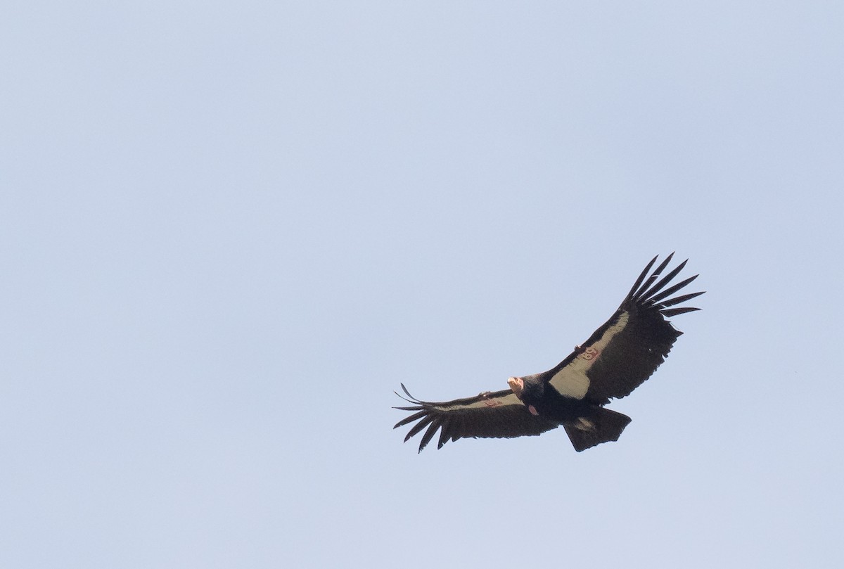 Condor de Californie - ML618699519