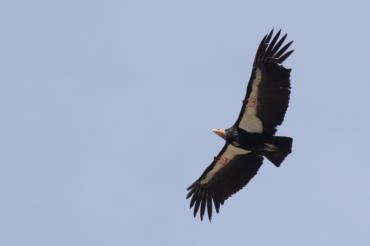 California Condor - ML618699521