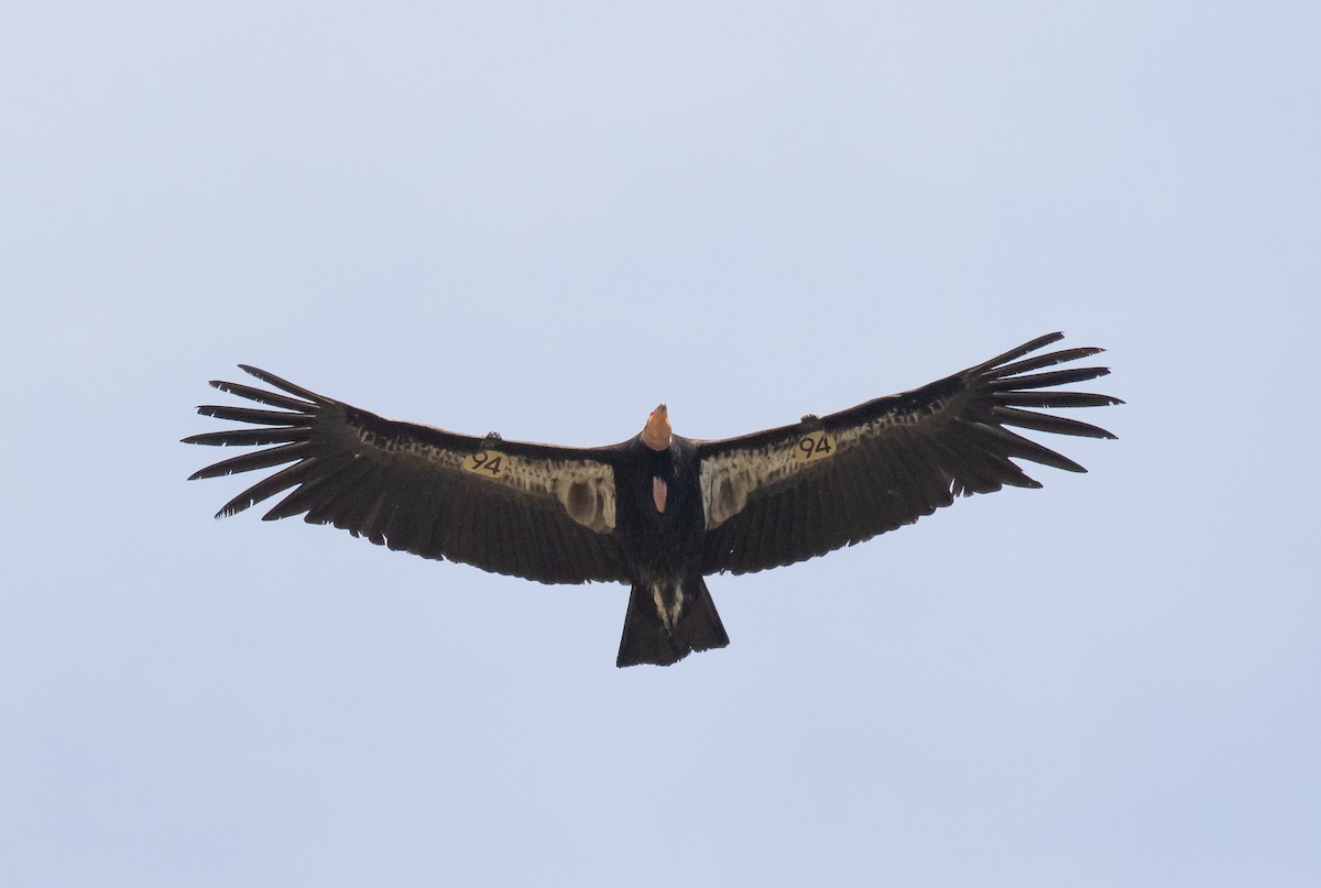 Condor de Californie - ML618699523