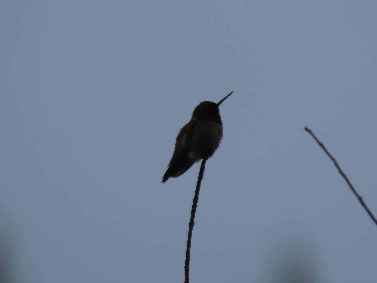 Black-chinned Hummingbird - ML618699653