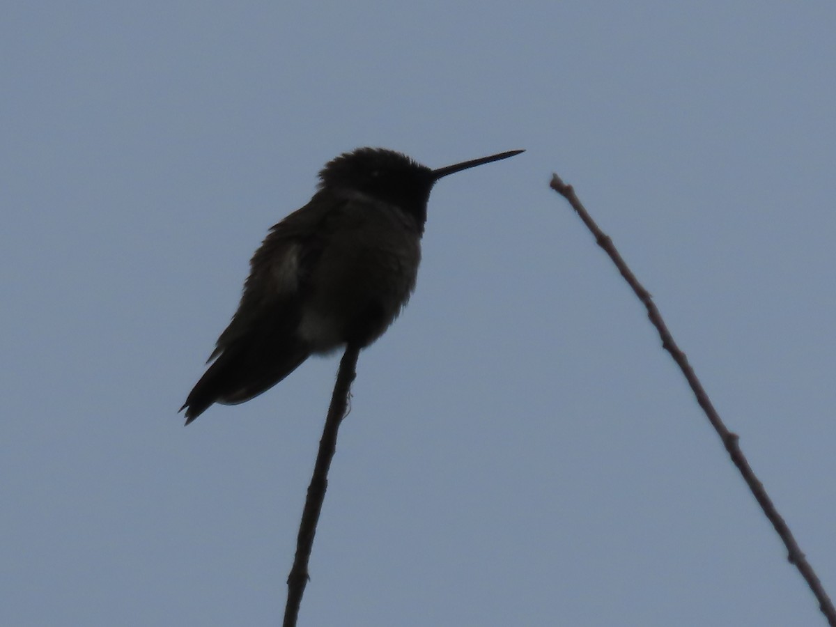 Black-chinned Hummingbird - ML618699654