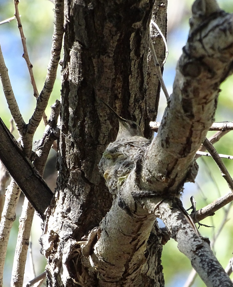 Calliope Hummingbird - ML618699670