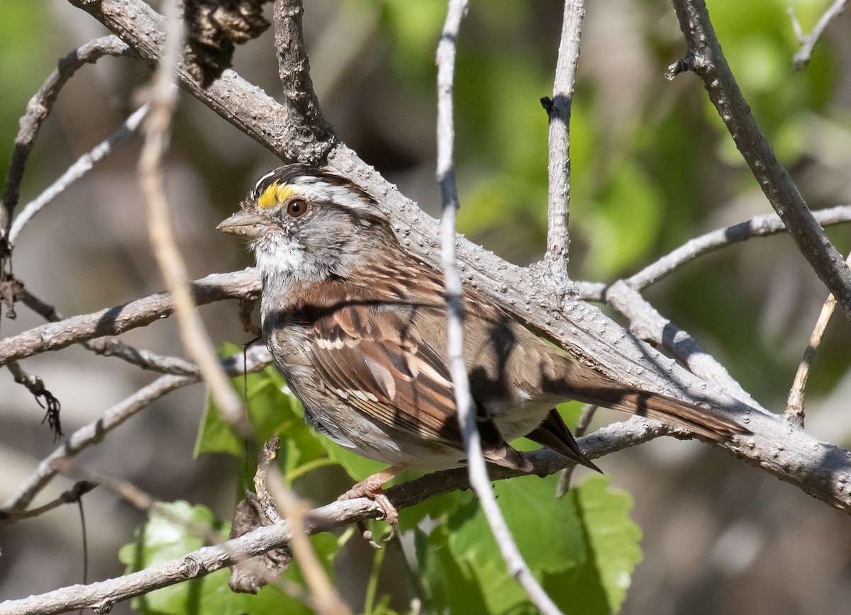 White-throated Sparrow - ML618699672