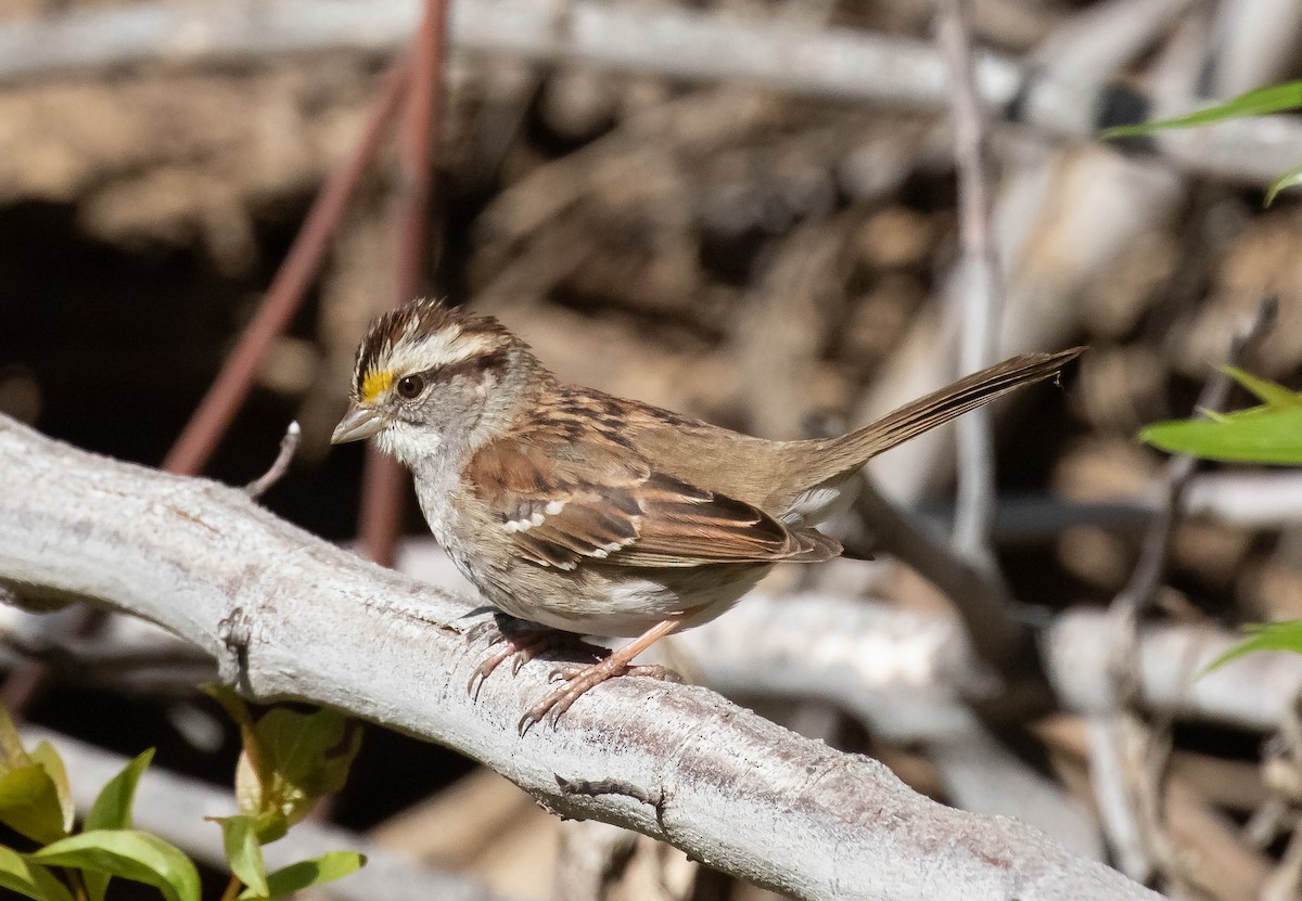 White-throated Sparrow - ML618699673