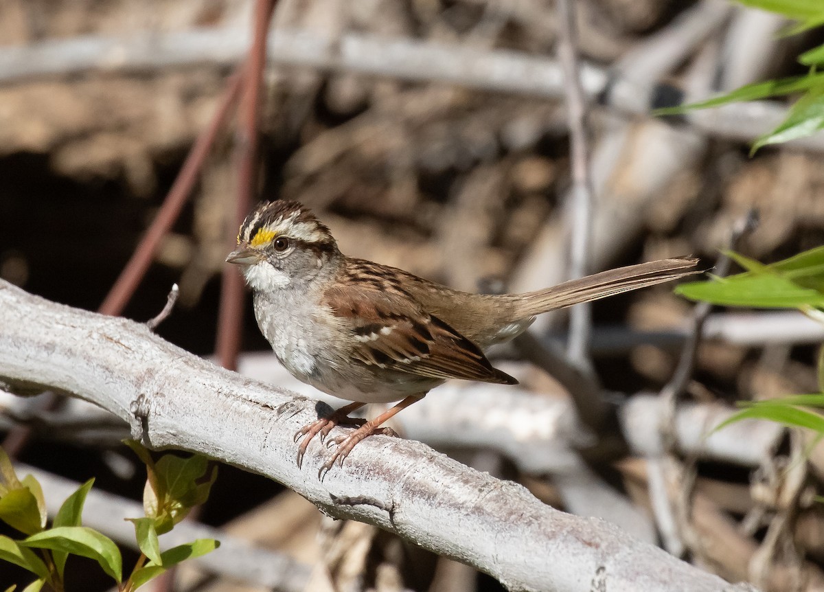 White-throated Sparrow - ML618699674