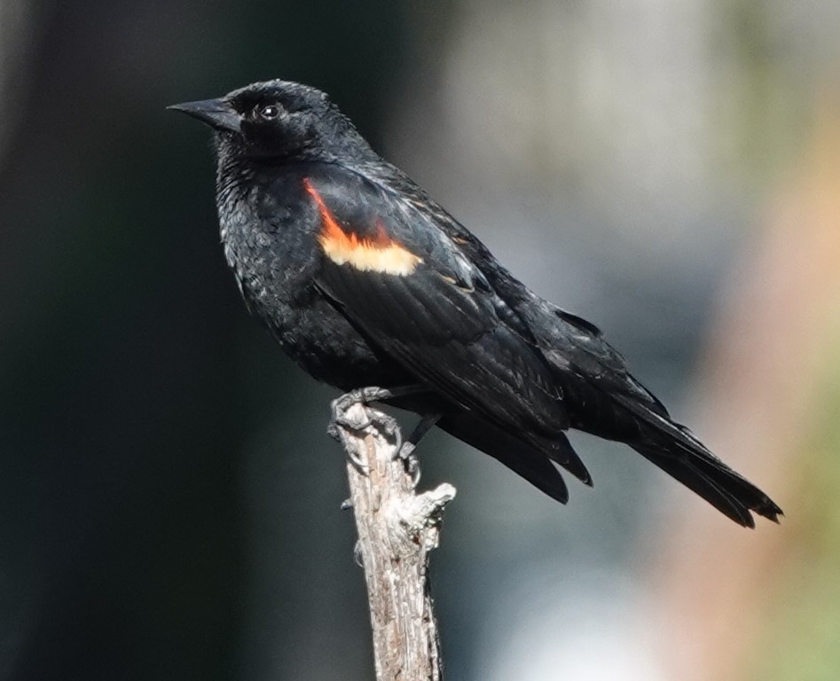 Red-winged Blackbird - ML618699686
