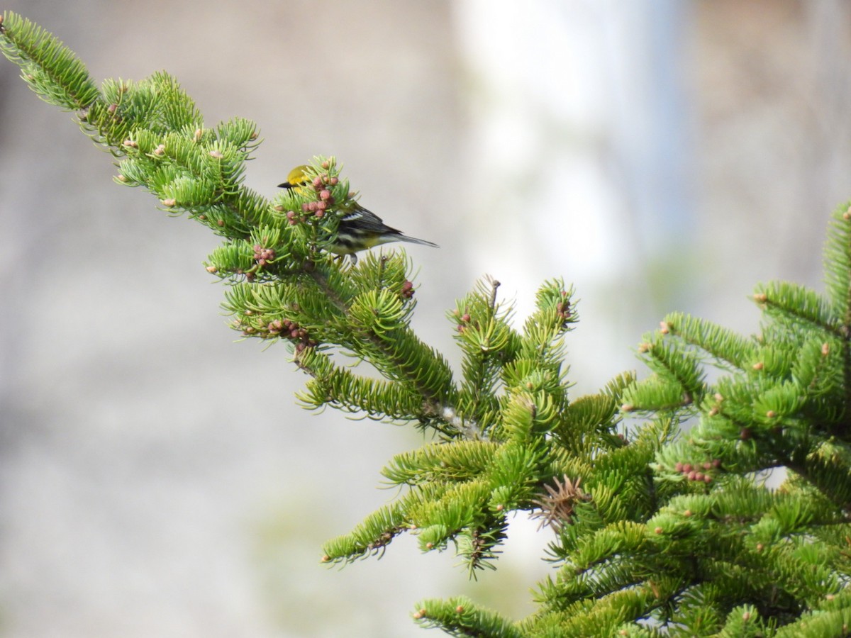 Black-throated Green Warbler - ML618699695