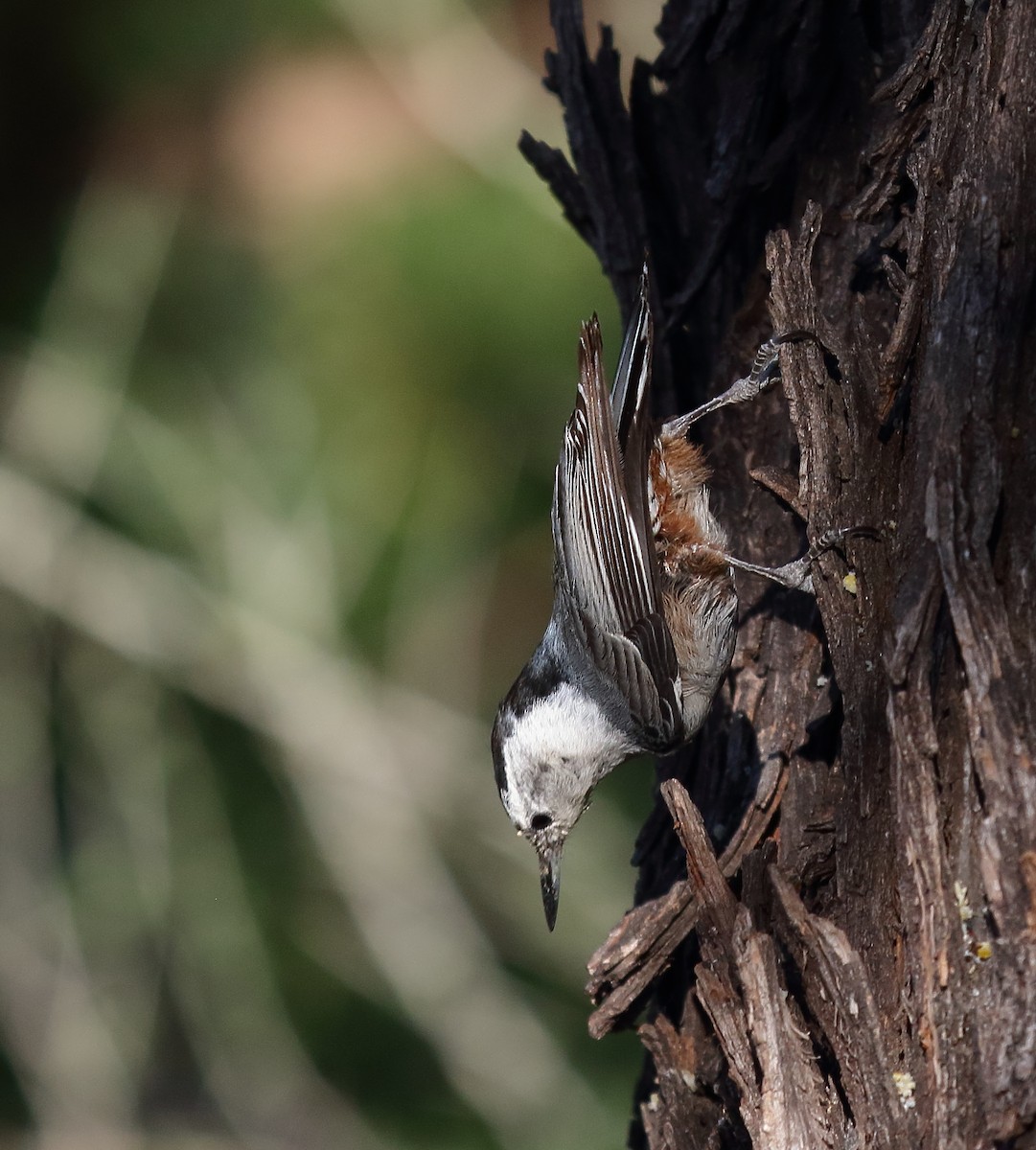 White-breasted Nuthatch - ML618699734