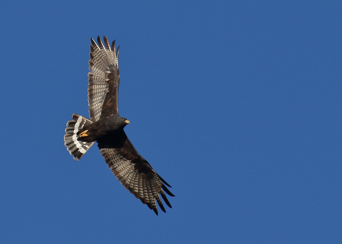 Zone-tailed Hawk - Greg Gillson