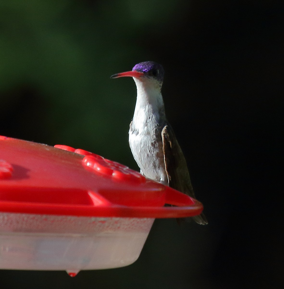 Violet-crowned Hummingbird - ML618699791