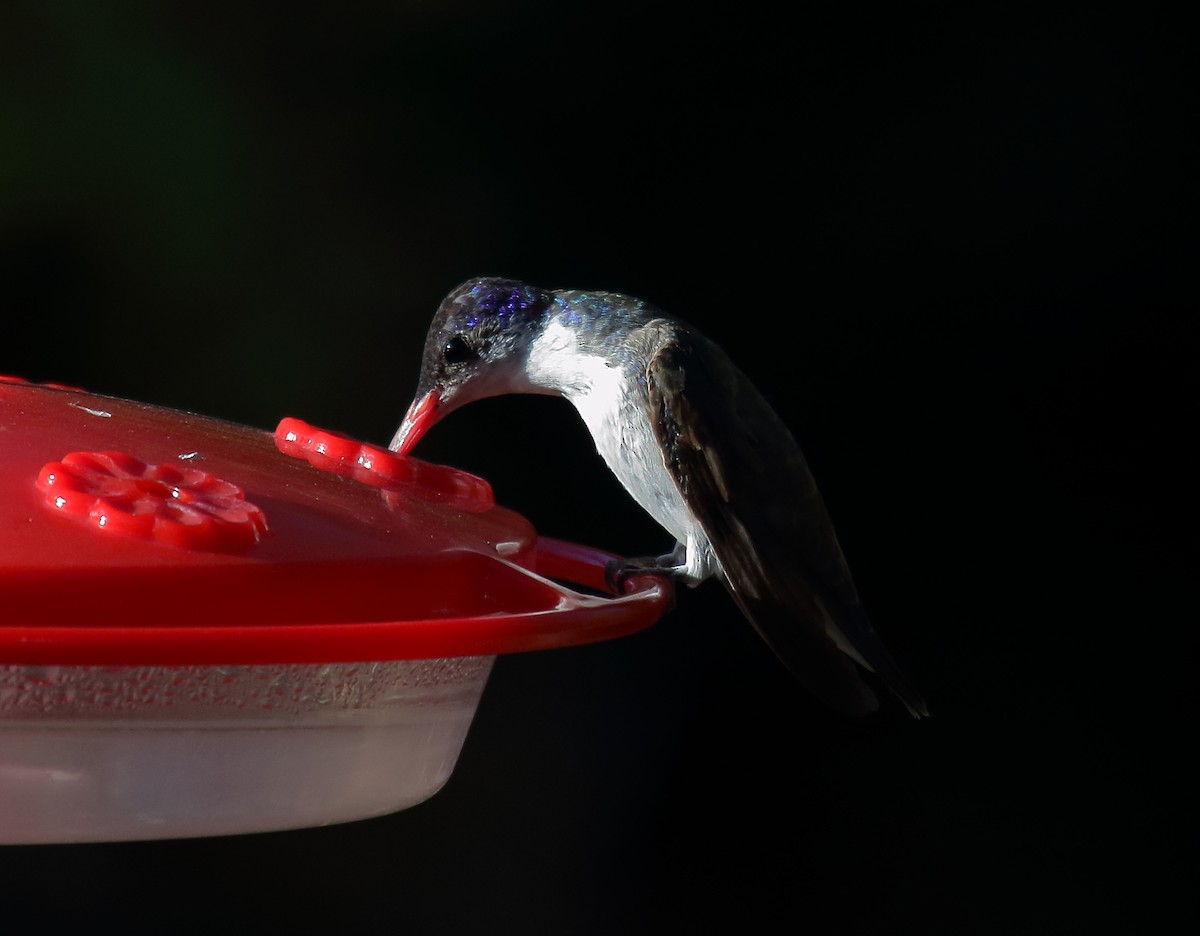 Violet-crowned Hummingbird - ML618699792