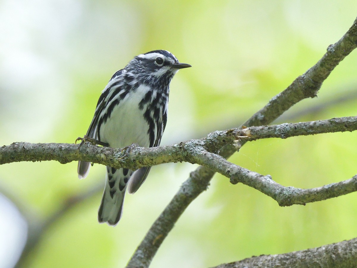 Black-and-white Warbler - ML618699803