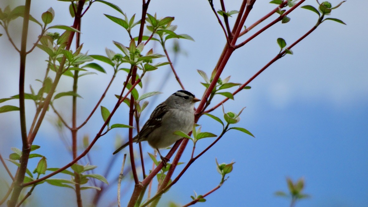 White-crowned Sparrow - ML618699836