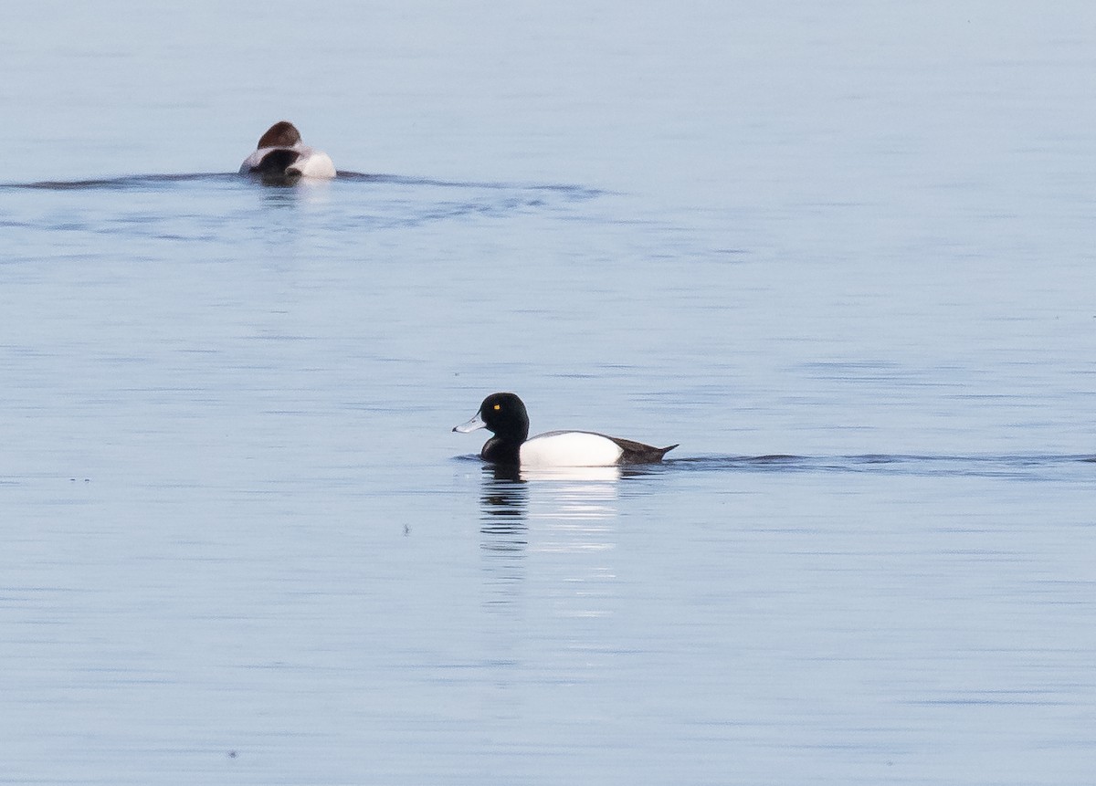 Greater Scaup - ML618700004