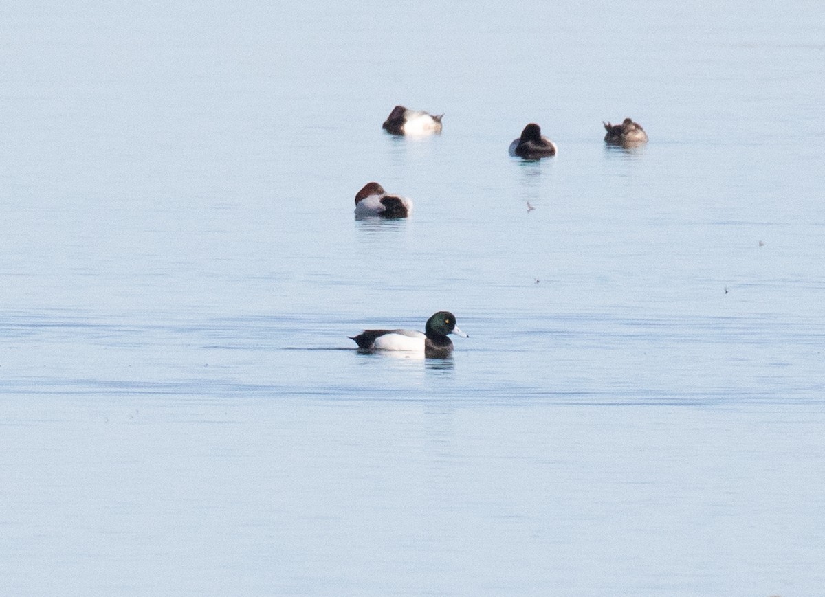 Greater Scaup - ML618700005