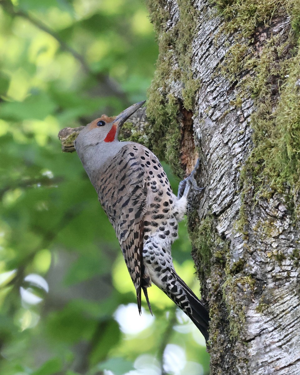 Northern Flicker (Red-shafted) - ML618700046