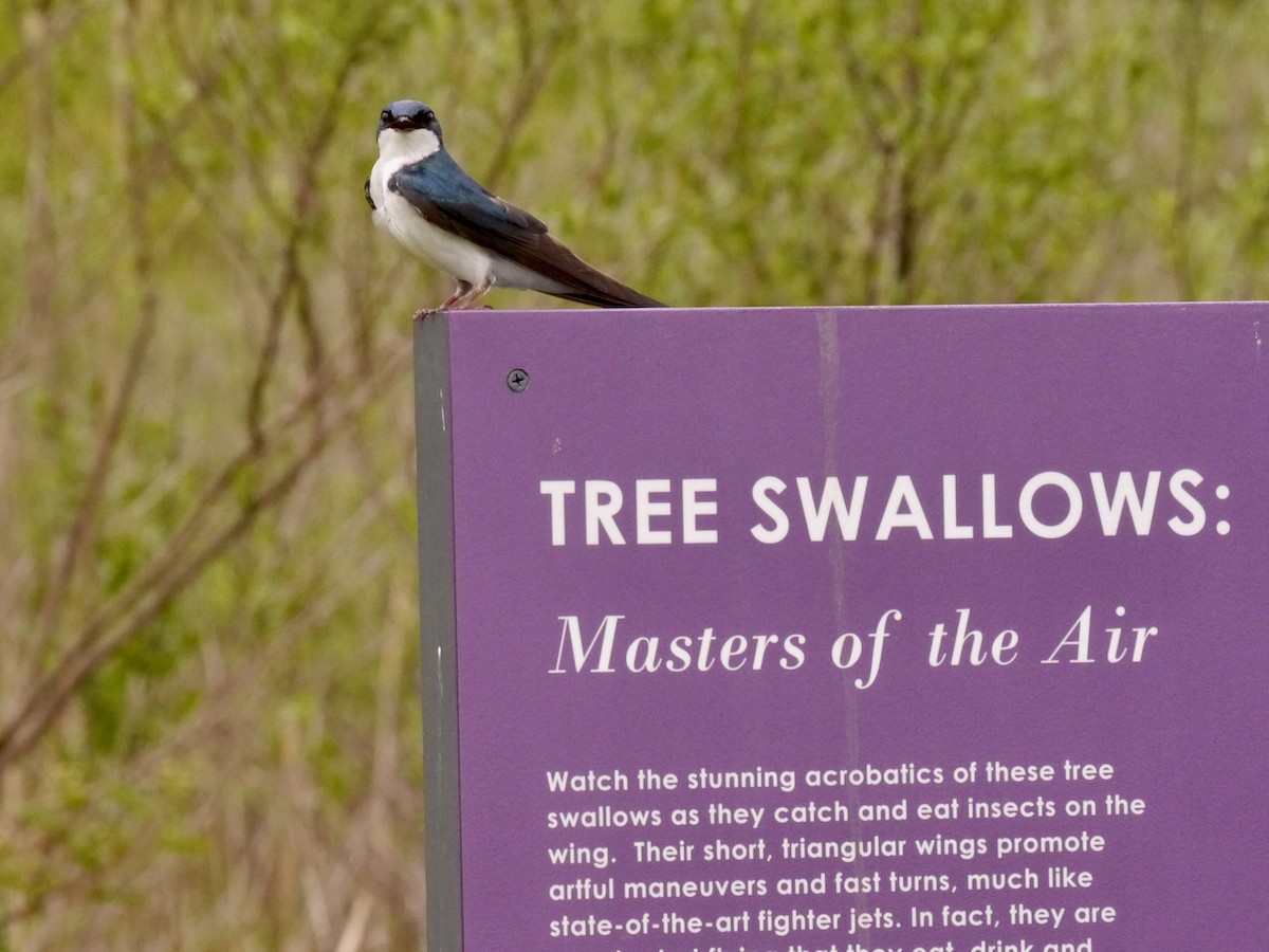 Tree Swallow - ML618700051