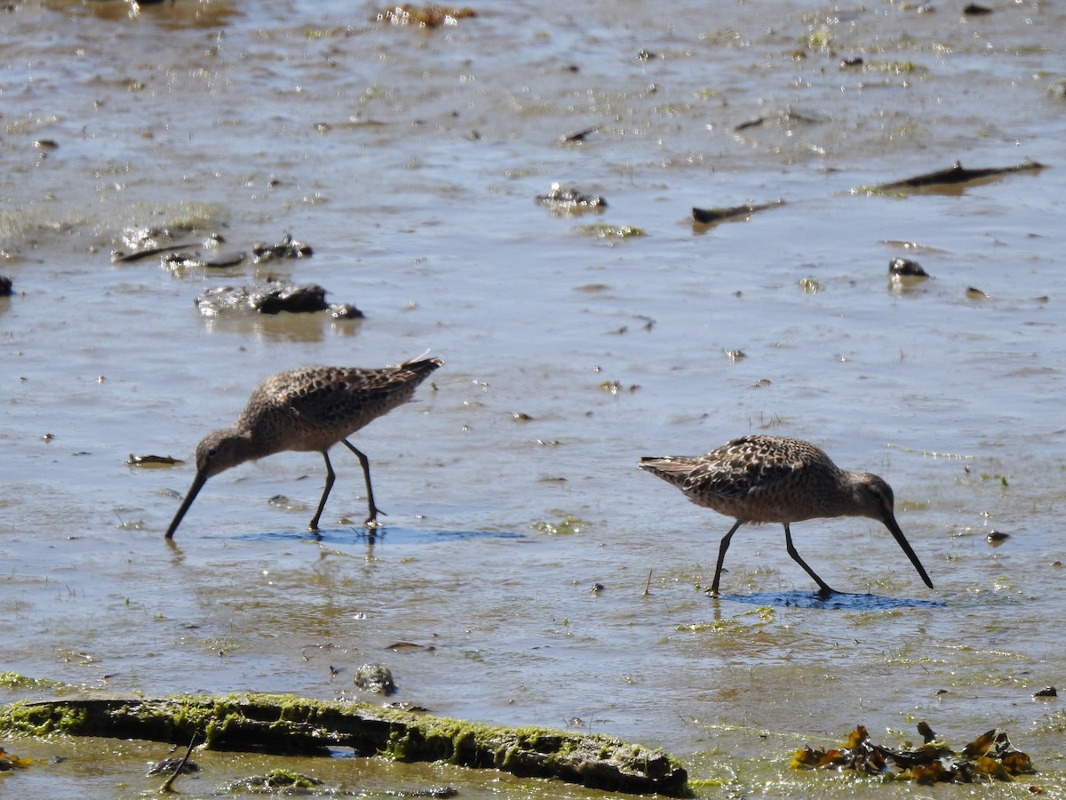 Long-billed Dowitcher - ML618700101
