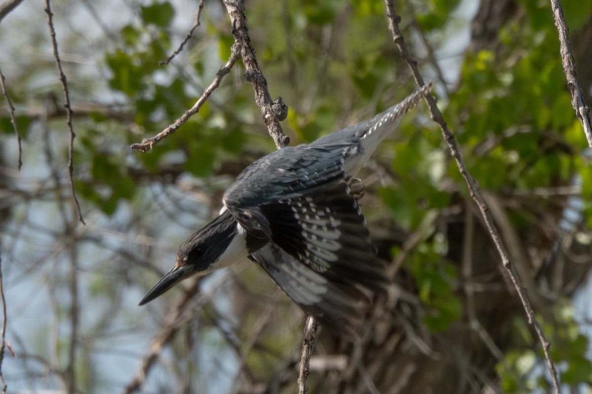 Belted Kingfisher - ML618700169
