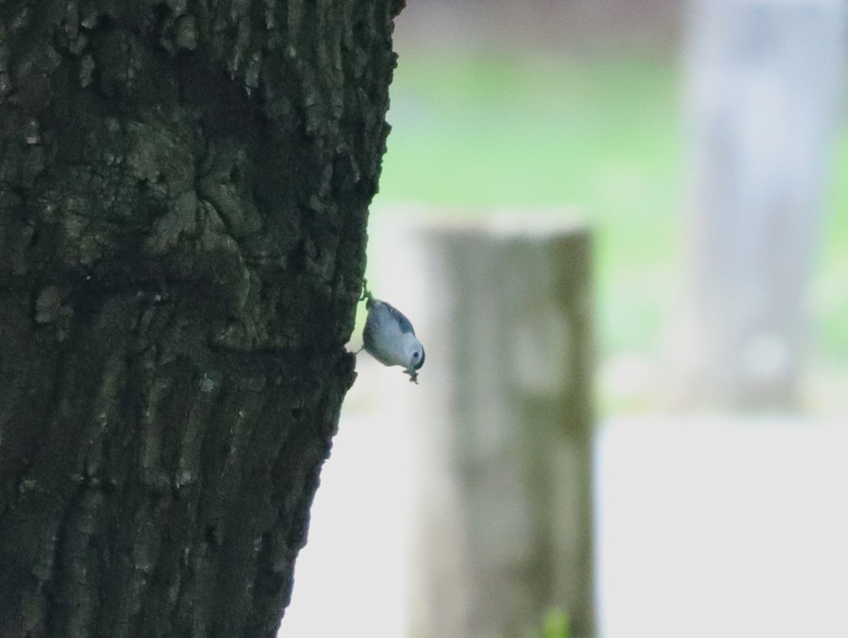 White-breasted Nuthatch - ML618700183