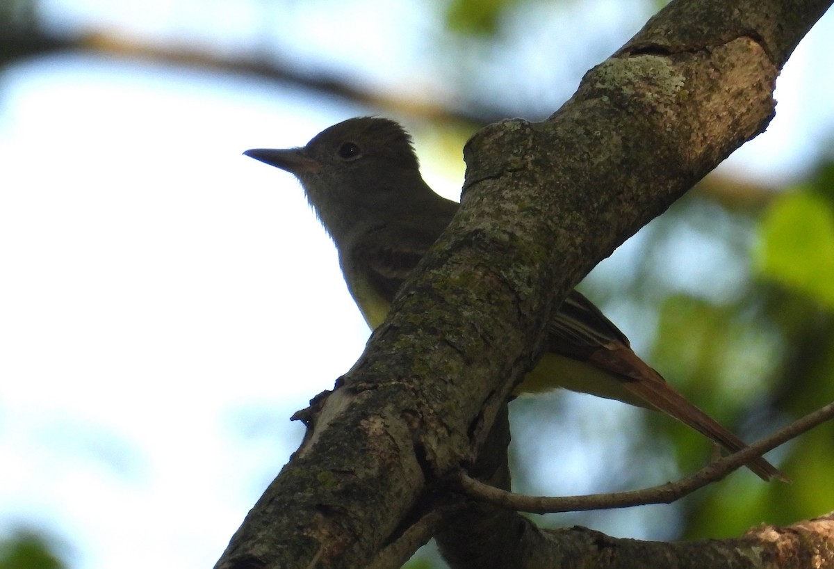 Great Crested Flycatcher - ML618700196