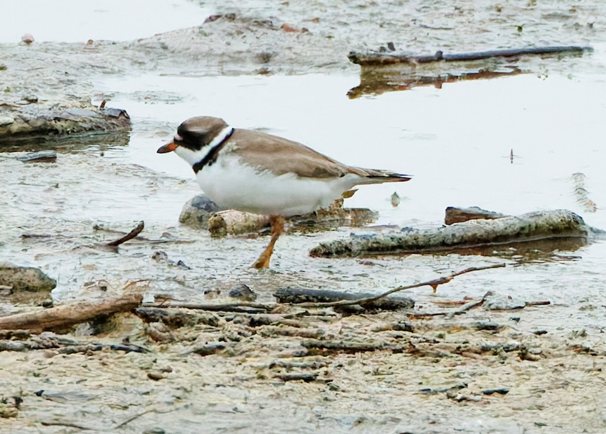 Semipalmated Plover - ML618700198