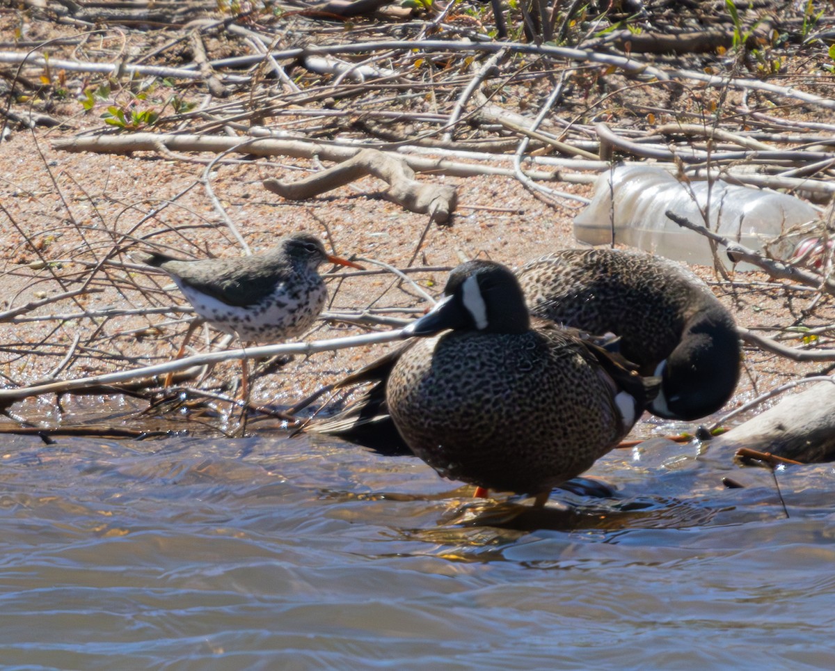 Blue-winged Teal - ML618700211