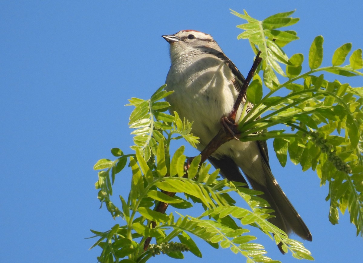 Chipping Sparrow - ML618700220