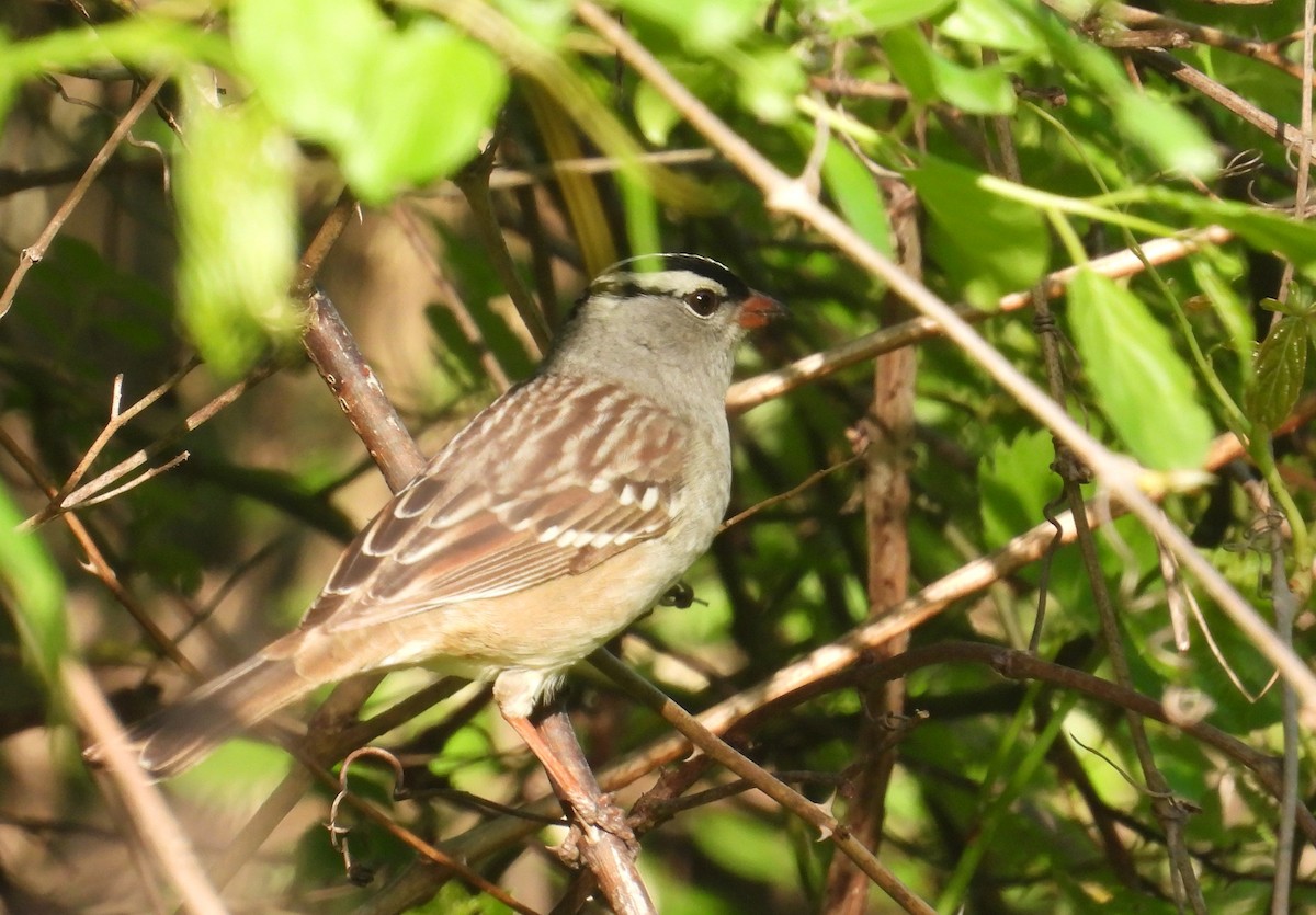 White-crowned Sparrow - ML618700225