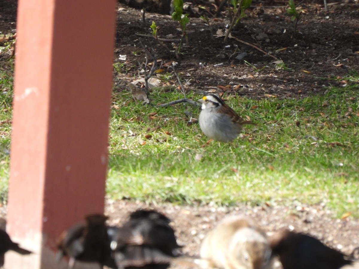 White-throated Sparrow - ML618700230