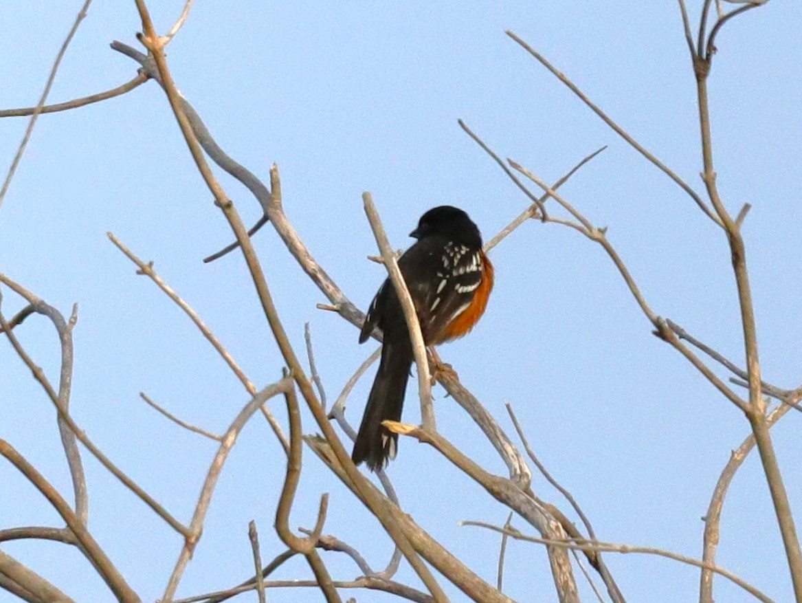 Spotted Towhee - ML618700234
