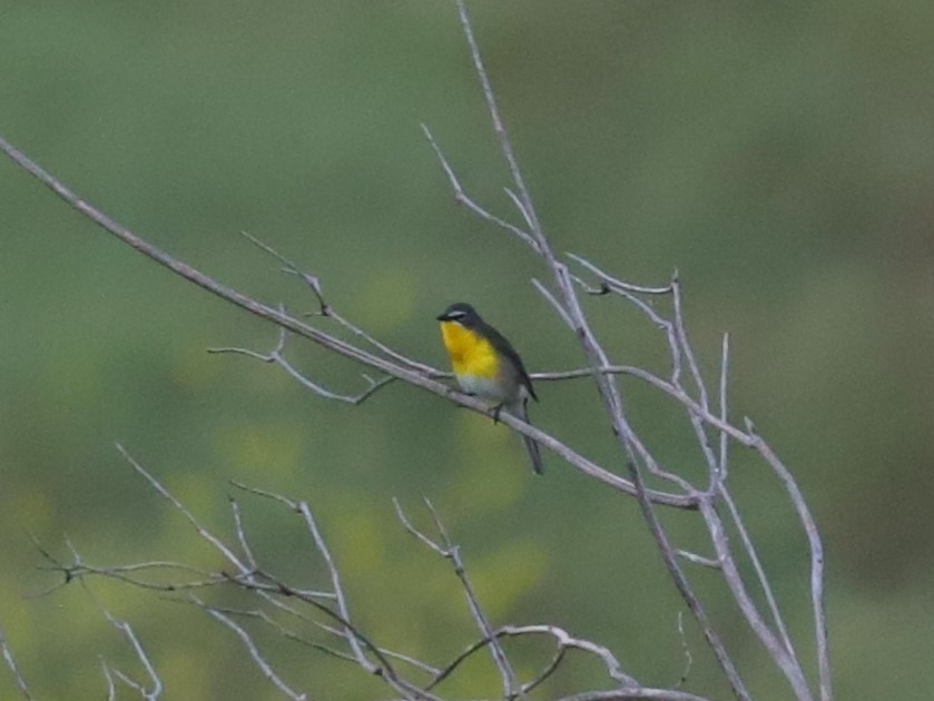 Yellow-breasted Chat - ML618700242