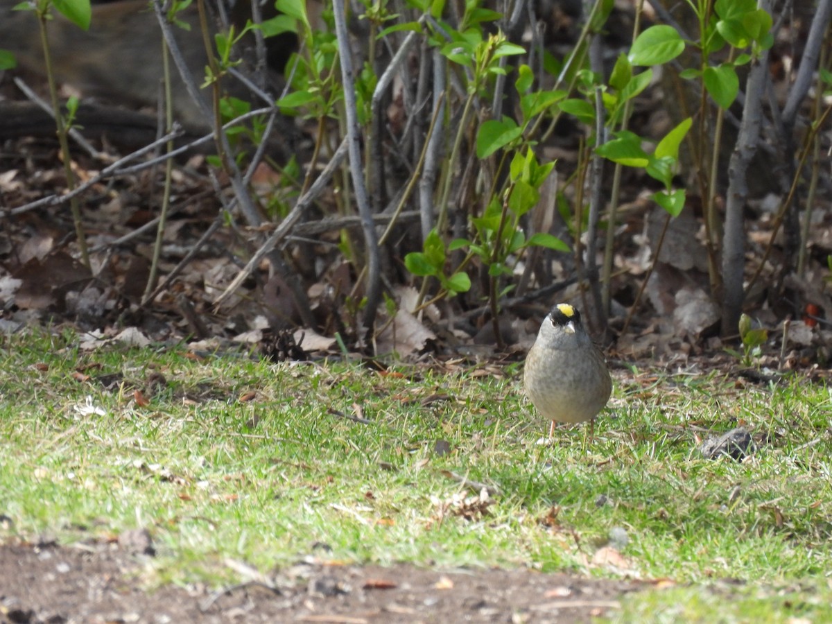 Golden-crowned Sparrow - ML618700250