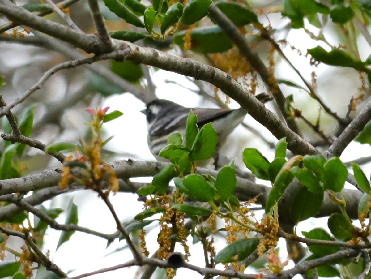 Black-throated Gray Warbler - ML618700264