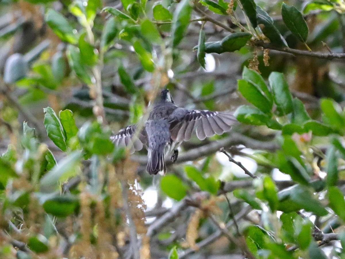 Black-throated Gray Warbler - ML618700265