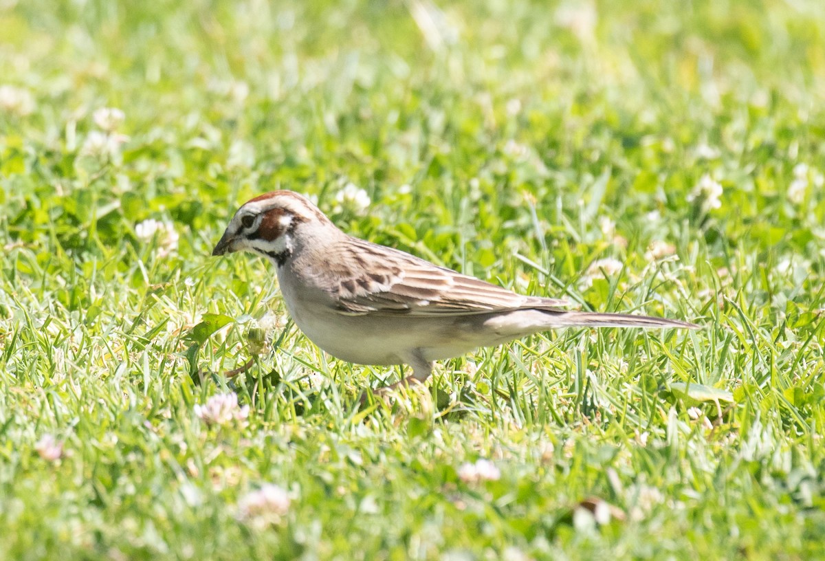 Lark Sparrow - ML618700266