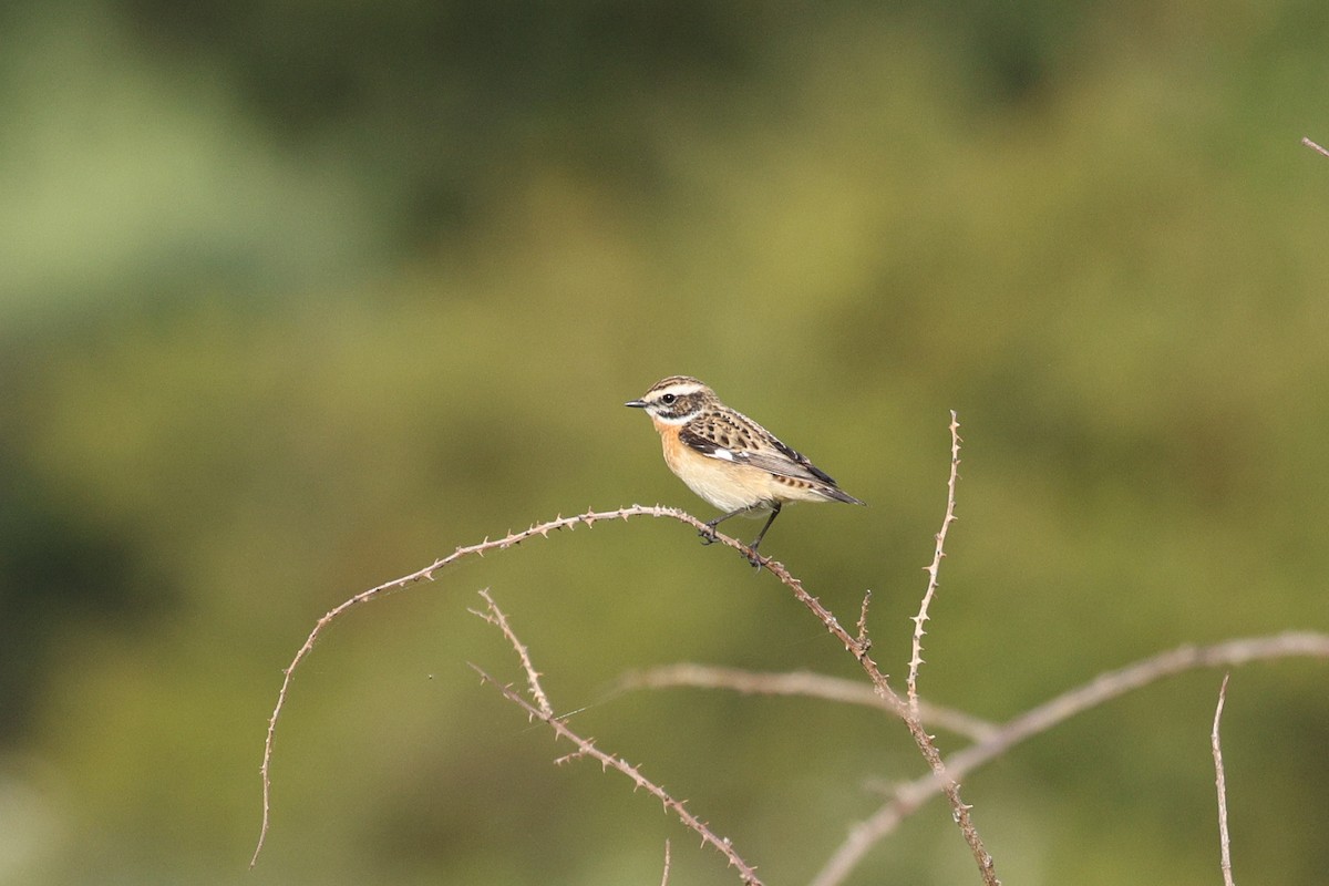 Whinchat - ML618700270