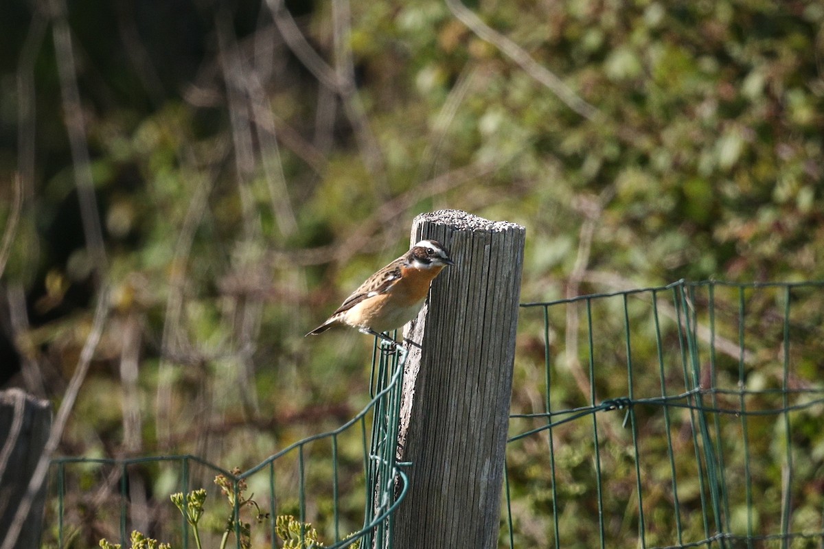 Whinchat - ML618700271