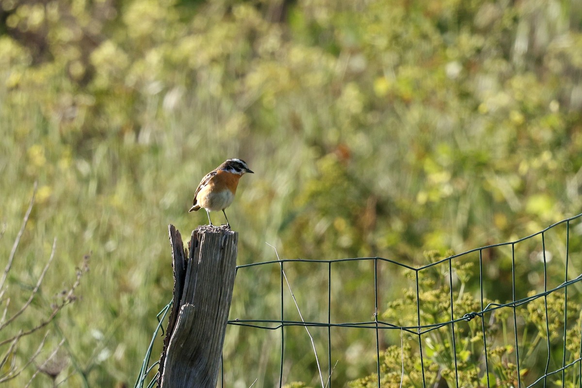 Whinchat - ML618700272