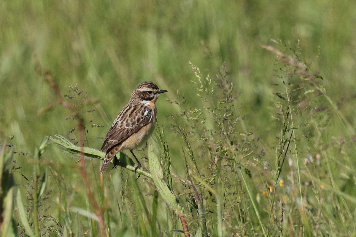 Whinchat - ML618700273