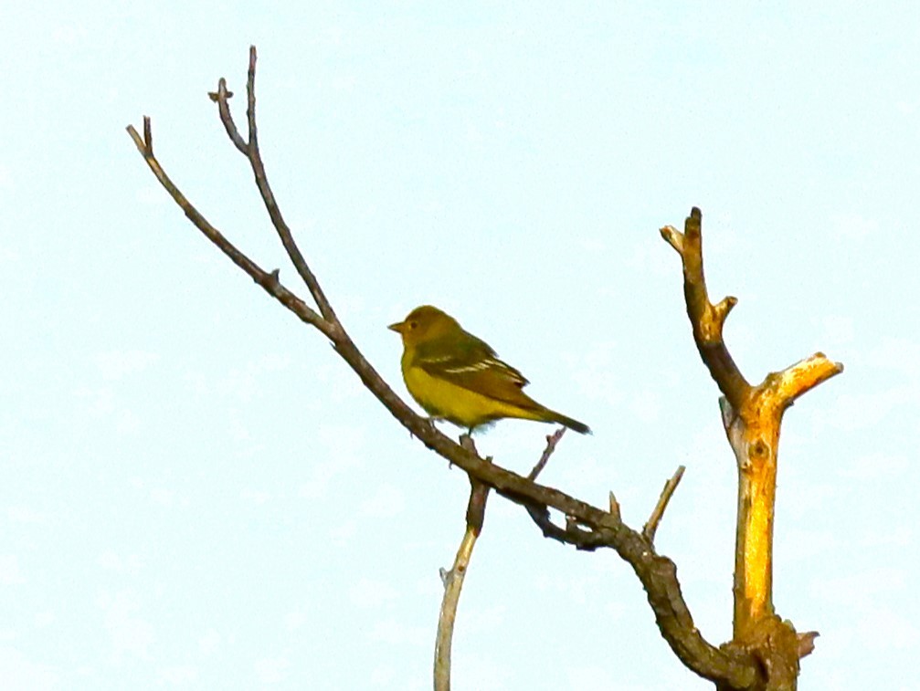 Western Tanager - ML618700274