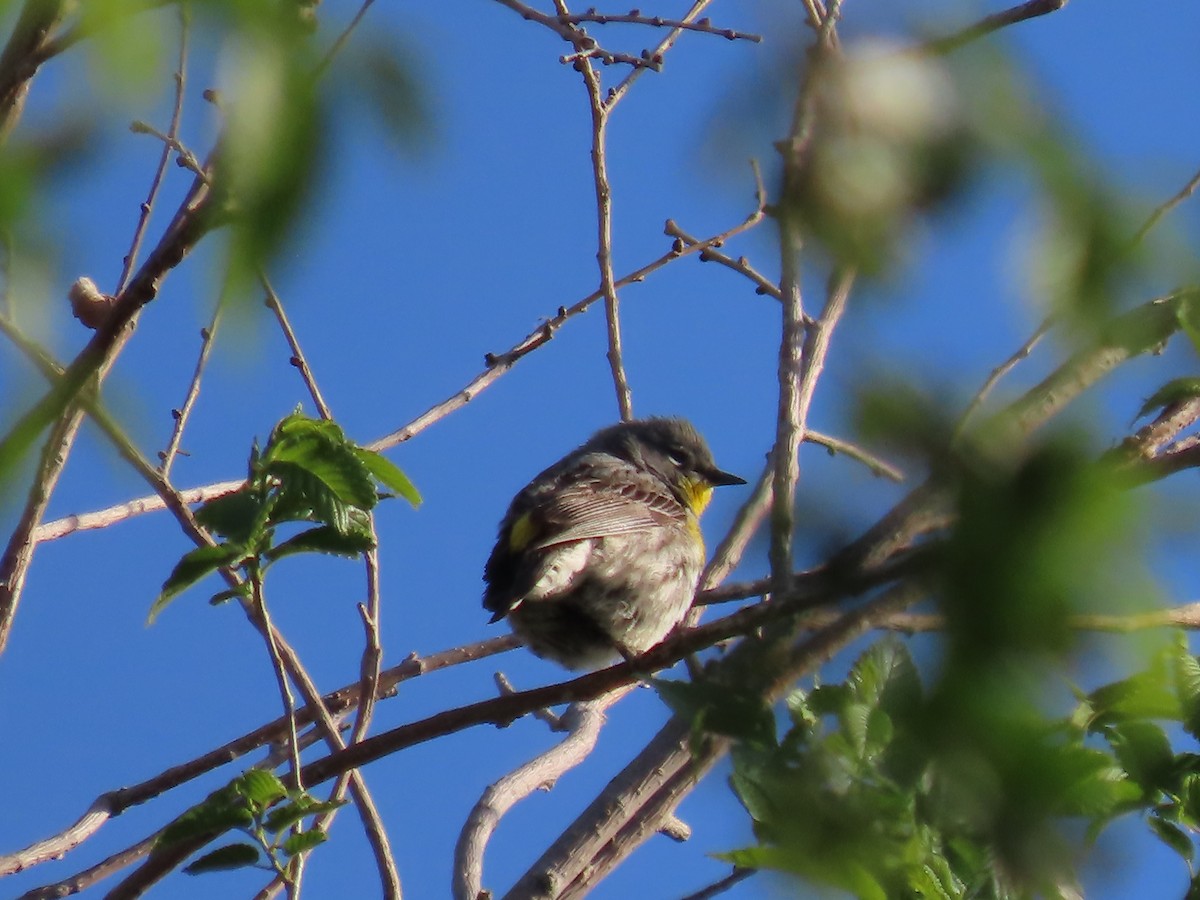 Yellow-rumped Warbler (Audubon's) - ML618700279