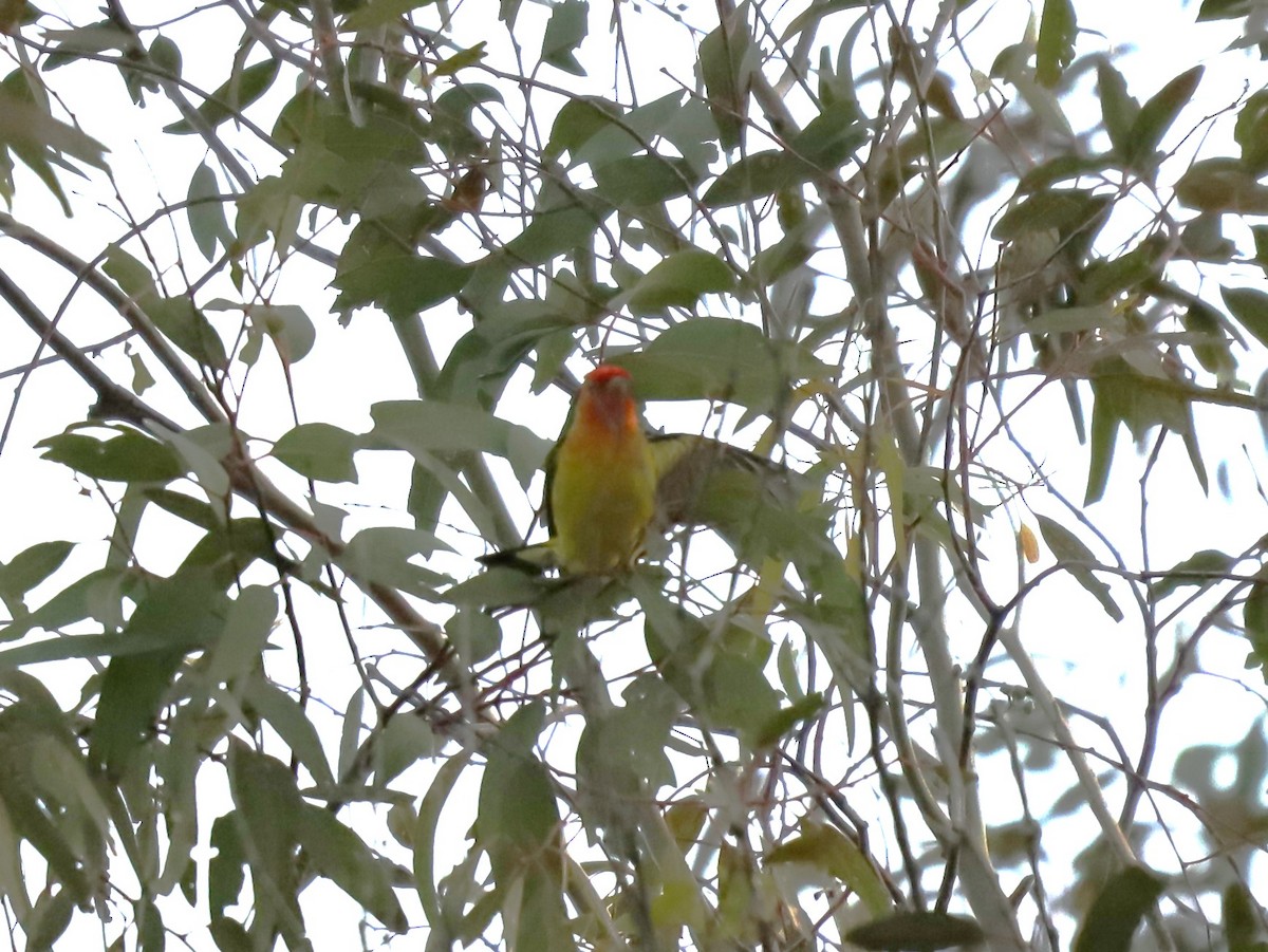Western Tanager - ML618700283