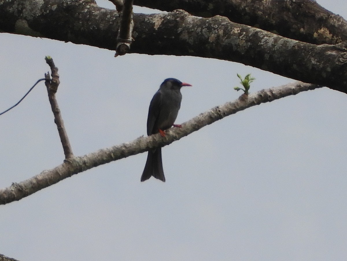 Square-tailed Drongo-Cuckoo - ML618700292