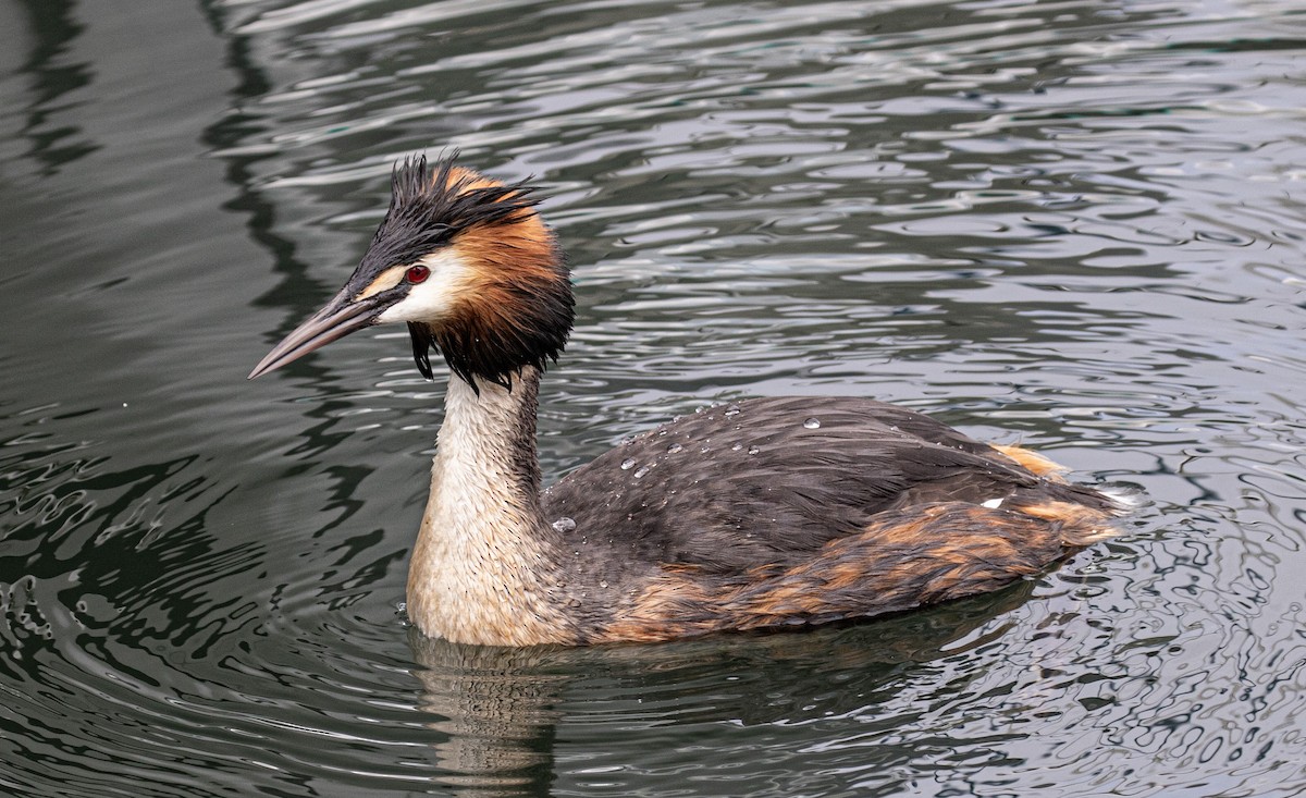 Great Crested Grebe - ML618700311